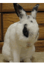 bunny7.gif