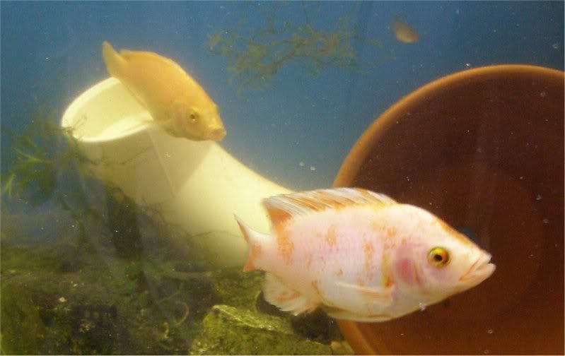 Tilapia Hybrids