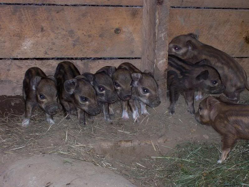 Piglets-1.jpg