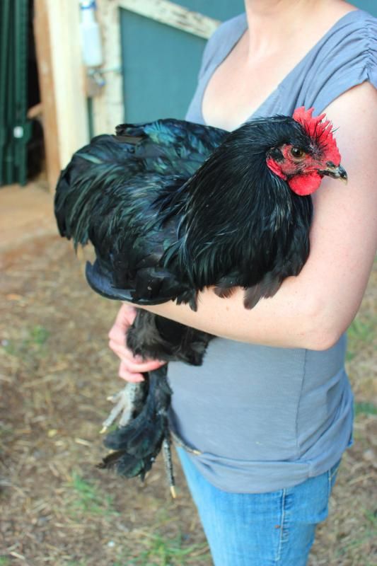 Langshans, anybody got em,?? info?? - Poultry