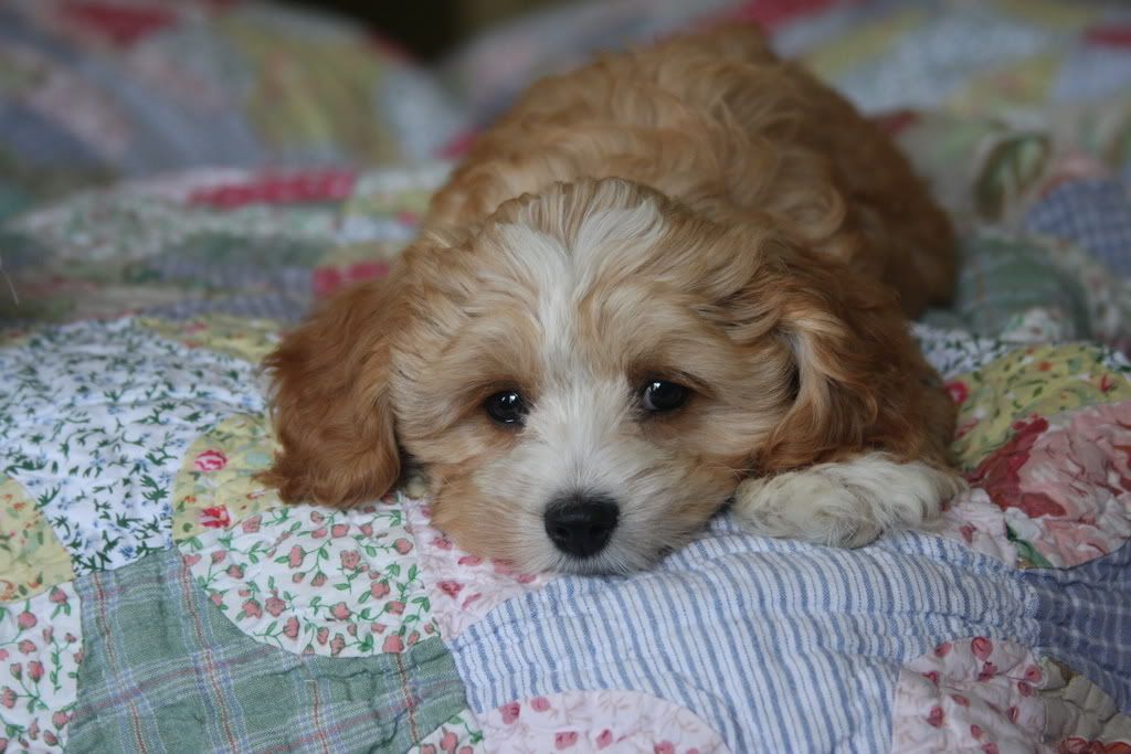 IMAGE: http://i25.photobucket.com/albums/c70/quattroatl/Kaitlin/30d75aa7.jpg