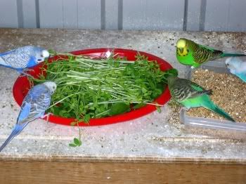 FreshSalad015.jpg