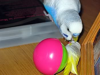 WeebleBudgie001.jpg