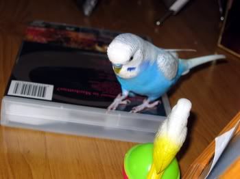 WeebleBudgie004.jpg