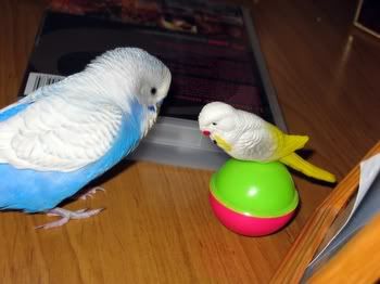 WeebleBudgie005.jpg
