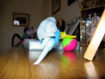 WeebleBudgie006.jpg