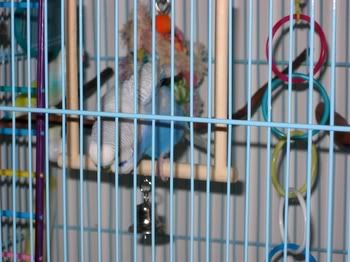 aviaryconstruction014.jpg