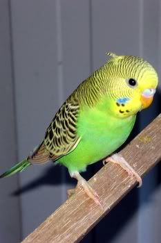 babiesaviary002.jpg