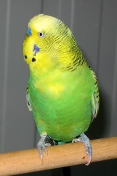 babiesaviary004.jpg