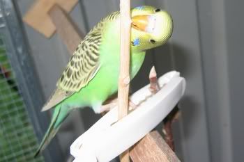 babiesaviary016.jpg