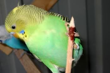 babiesaviary018.jpg