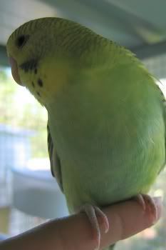 babiesaviary022.jpg