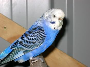 birdsinaviary005.jpg