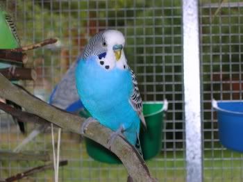 birdsinaviary006.jpg
