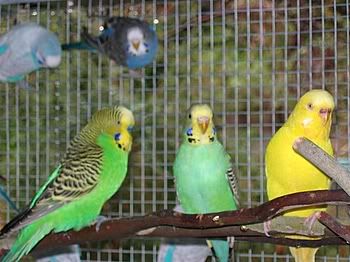birdsinaviary008.jpg