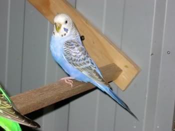 birdsinaviary009.jpg