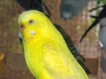 birdsinaviary010.jpg