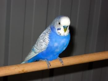 birdsinaviary018.jpg