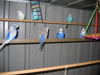 birdsinaviary019.jpg