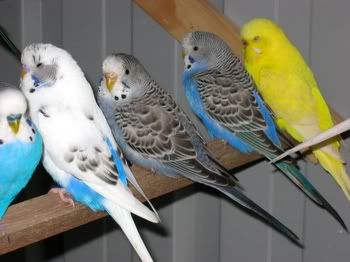 birdsinaviary020.jpg