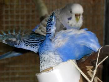 birdsinaviary022.jpg