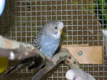 birdsinaviary023.jpg