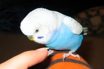 happypets002.jpg