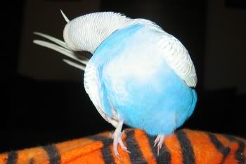 happypets003.jpg