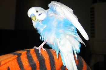 happypets004.jpg