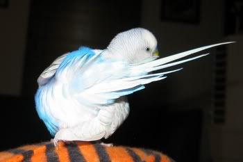 happypets005.jpg