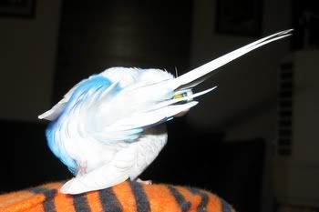 happypets006.jpg