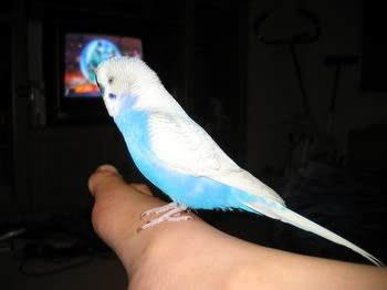 happypets011.jpg