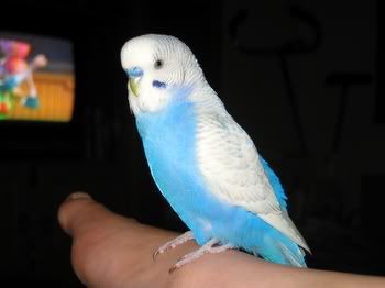 happypets014.jpg
