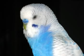 happypets015.jpg