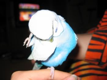 happypets016.jpg