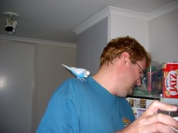 lotsofpets001.jpg