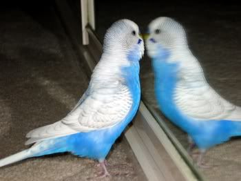 lotsofpets002.jpg