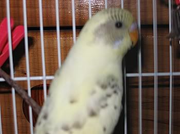 lotsofpets009.jpg