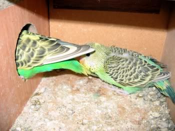 lotsofpets012.jpg