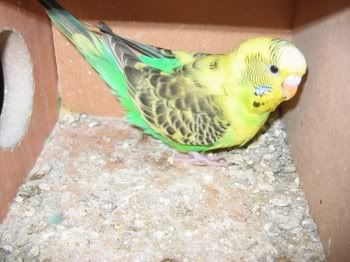 lotsofpets014.jpg