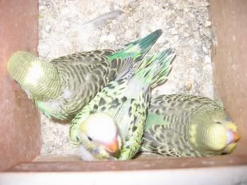 lotsofpets015.jpg