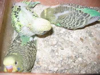 lotsofpets016.jpg