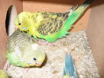lotsofpets017.jpg