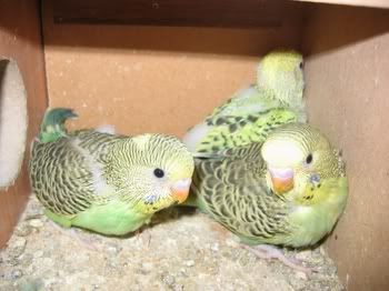 lotsofpets018.jpg