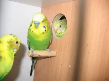 lotsofpets021.jpg