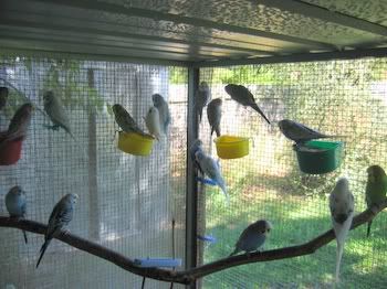 lotsofpets025.jpg