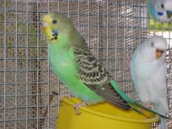 lotsofpets026.jpg