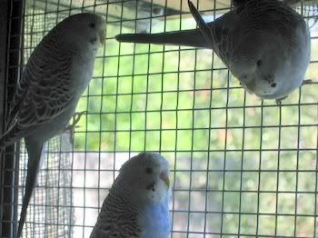 lotsofpets027.jpg