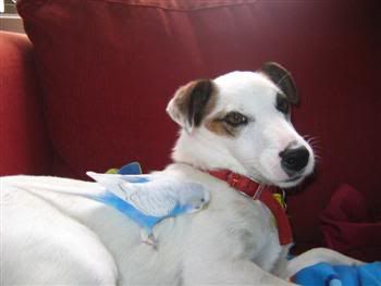 pets001Custom.jpg