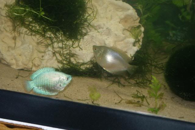 Dwarf Gourami Female